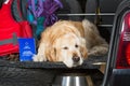 Golden Retriever Trip Royalty Free Stock Photo