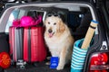 Golden Retriever Trip Royalty Free Stock Photo