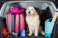 Golden Retriever Trip Royalty Free Stock Photo