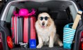 Golden Retriever Trip Royalty Free Stock Photo