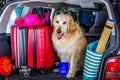 Golden Retriever Trip Royalty Free Stock Photo