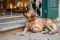 Golden retriever waiting outside a shop in Matera, Italy