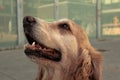 Golden retriever durante un paseo en una plaza sentado