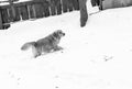 Golden retriever on a walk in the winter park