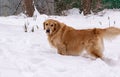 Golden retriever on a walk in the winter park