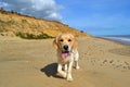 Golden Retriever walking along beach towards camera