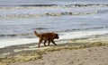 Golden retriever walking along the sea