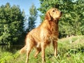 Golden retriever walking on grassy bank. Happy dog wet after swimming Royalty Free Stock Photo