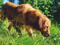 Golden retriever walking on grassy bank. Happy dog wet after swimming Royalty Free Stock Photo