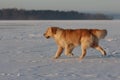 Golden Retriever is walking. Ice lake. Winter. Royalty Free Stock Photo