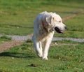 Golden Retriever Walking