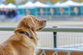 golden retriever watching a dog competition show, tail wagging excitedly Royalty Free Stock Photo