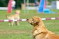 golden retriever watching a dog competition show, tail wagging excitedly Royalty Free Stock Photo