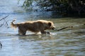 Golden Retriever in water Royalty Free Stock Photo