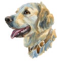 The golden retriever, watercolor hand painted dog