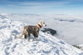 Golden retriever in winter mountains Royalty Free Stock Photo