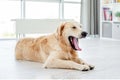 Golden retriever yawning resting on floor Royalty Free Stock Photo
