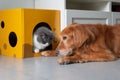 Golden Retrievers and British Shorthairs Royalty Free Stock Photo