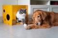 Golden Retrievers and British Shorthairs Royalty Free Stock Photo