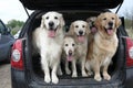 Golden Retrievers