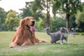 Golden Retrievers and kittens on the grass