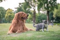 Golden Retrievers and kittens on the grass Royalty Free Stock Photo
