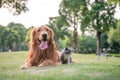 Golden Retrievers and kittens on the grass