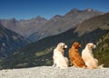 Golden Retrievers in Synchronicity