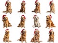 Golden Retrievers in Santa Hats Royalty Free Stock Photo
