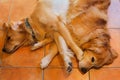 Golden retrievers Royalty Free Stock Photo