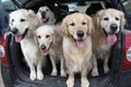 Golden Retrievers Royalty Free Stock Photo