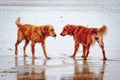 Golden Retrievers Royalty Free Stock Photo