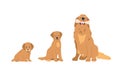 Golden Retrievers Undergo Puppy, Adolescent, And Adult Stages. Cute Funny Canine Pet Growing. Adult Dig Sitting