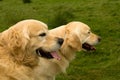 Golden Retrievers watching Royalty Free Stock Photo