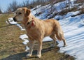 Golden retriver Royalty Free Stock Photo