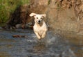 Golden retriver Royalty Free Stock Photo