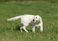 Golden retriver