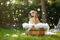 Golden retriver dog is bathing in the garden of the house. The animal is inside a rustic wooden tub where the foam from the pet Royalty Free Stock Photo