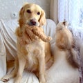 Golden retriver, holds a toy in his teeth, and fluffy grey-and-white The cat was offended and turned away.