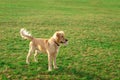 Golden retriver playing with his toy. holding it in his mouth a toy.toy to his feet.standing,lying down or running Royalty Free Stock Photo