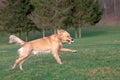 Golden retriver playing with his toy. holding it in his mouth a toy.toy to his feet.standing,running.Outdoor Royalty Free Stock Photo