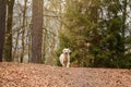 Golden Retriver playing with a stick in the meadow