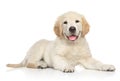 Golden Retriver puppy on white background Royalty Free Stock Photo