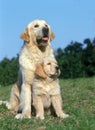 Golden Reviever Dog, Female with Pup sitting on Grass