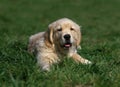 Golden Reviever, Pup laying on Grass