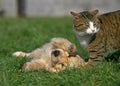 Golden Reviever Pup playing with Domestic Cat