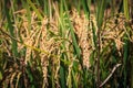 Golden rice during autumn season