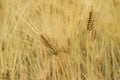 Golden rice ears close up