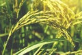 Golden Rice Ears in Rice Field