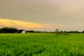 Golden rice field